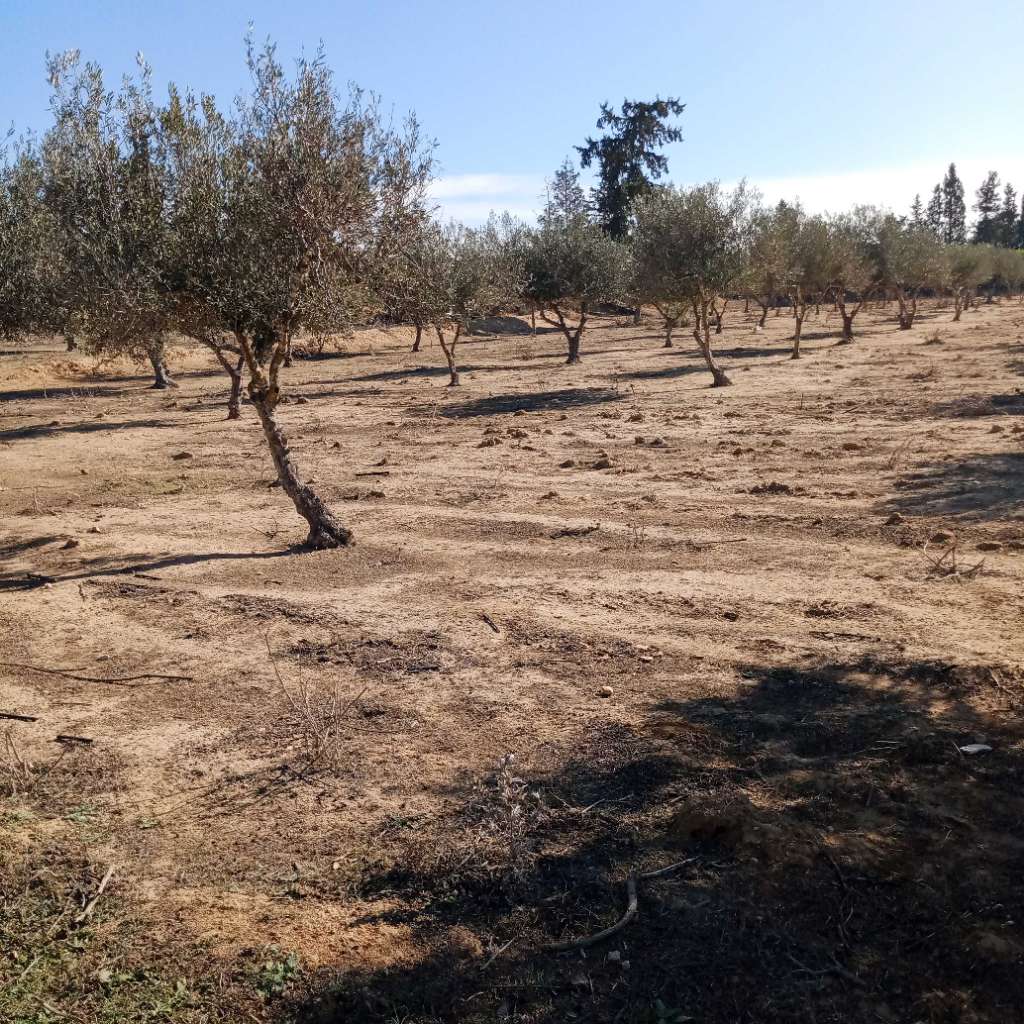 أرض فلاحية بالقلعة الكبرى ولاية سوسة للبيع