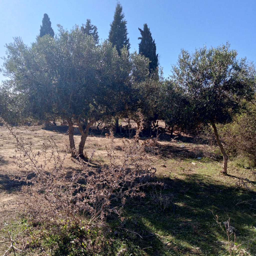 أرض فلاحية بالقلعة الكبرى ولاية سوسة للبيع