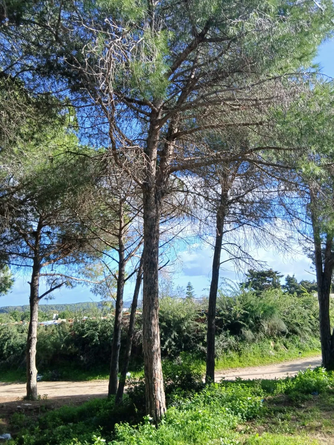 Terrain + maison route plage mami rasjbal