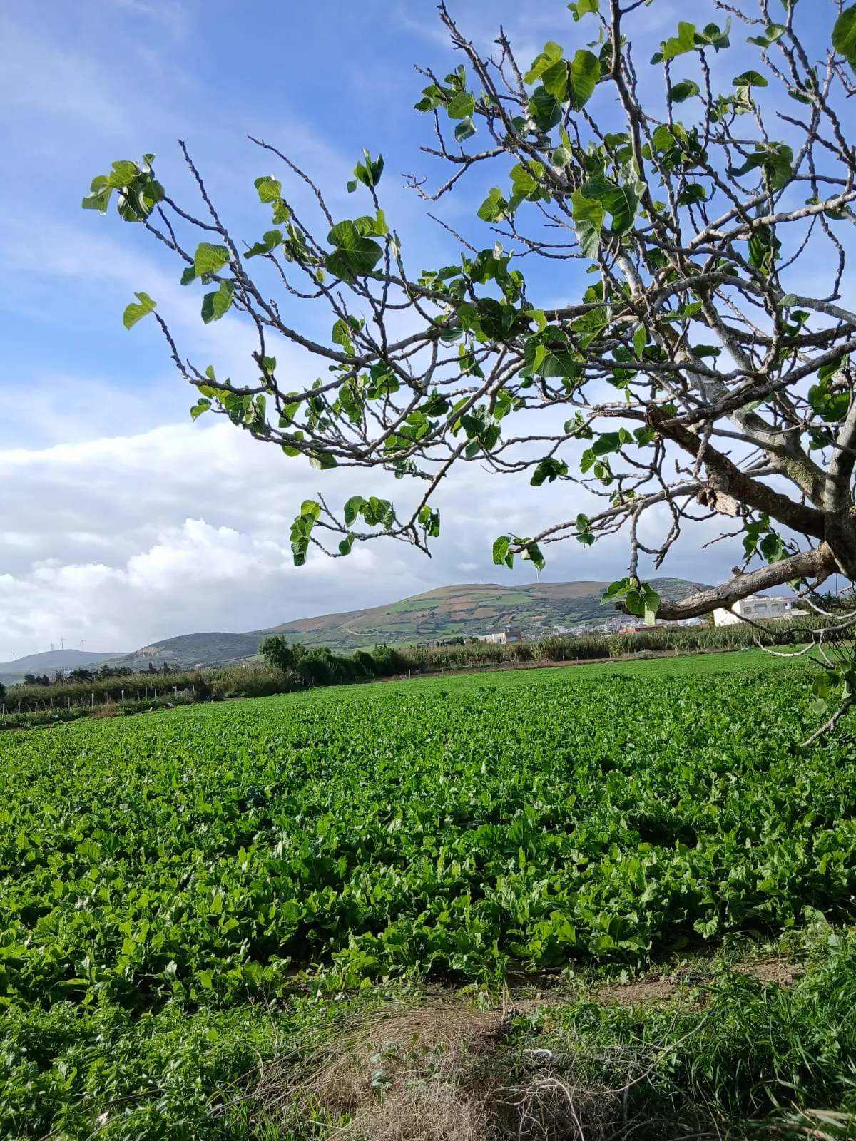 Terrain + maison route plage mami rasjbal