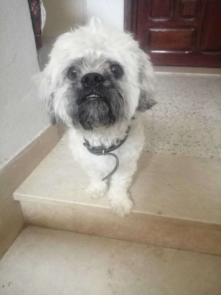 Caniche croisé mâle 