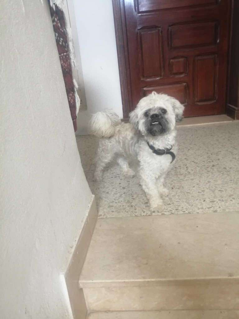 Caniche croisé mâle 