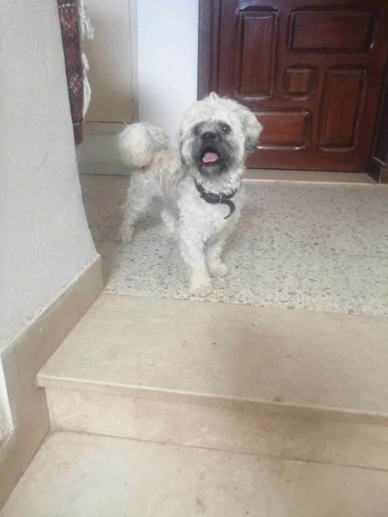 Caniche croisé mâle 