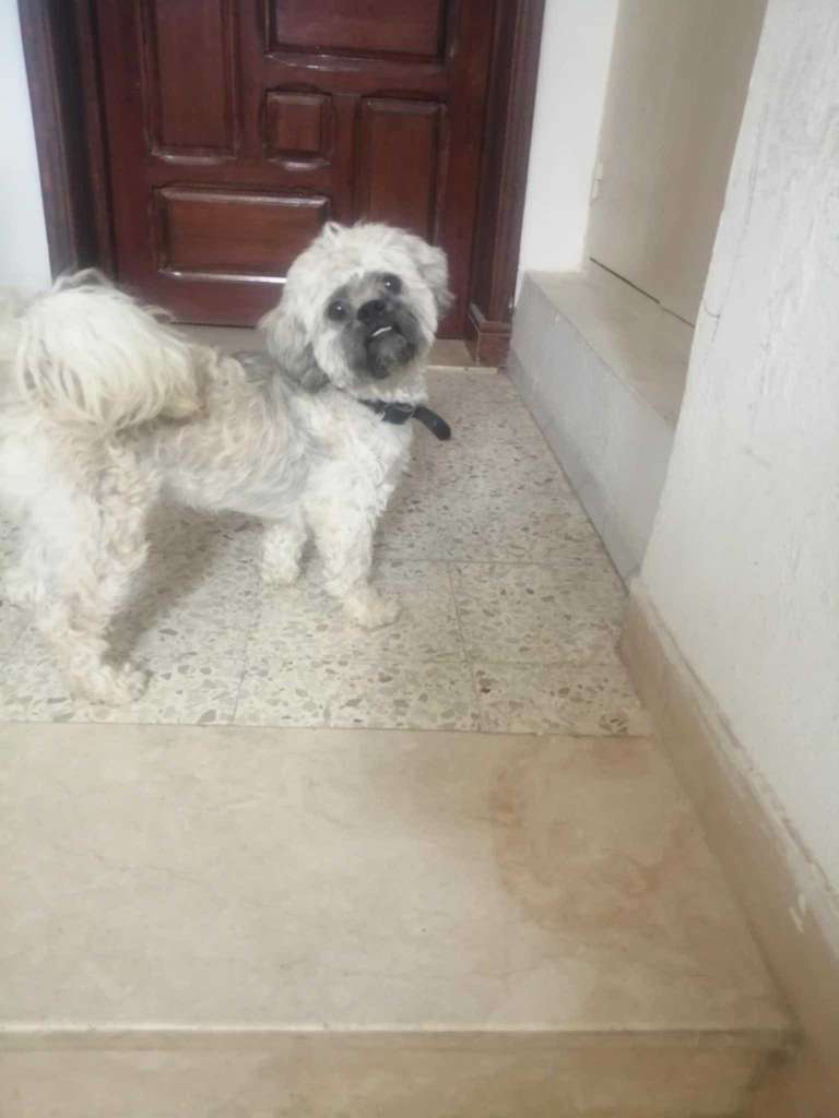 Caniche croisé mâle 