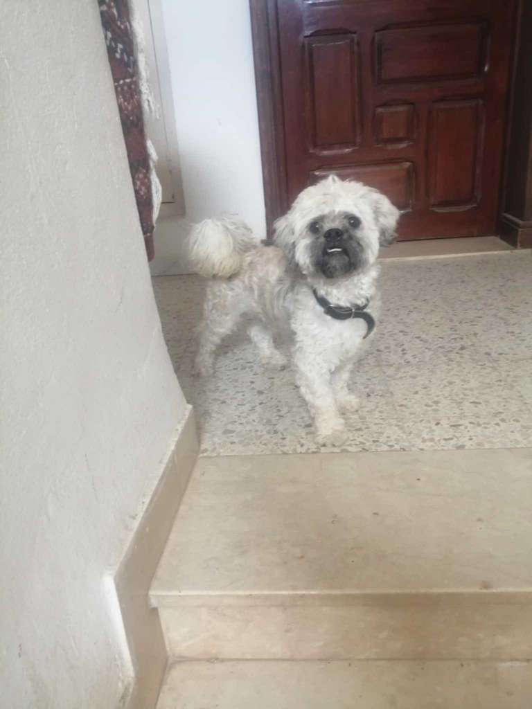 Caniche croisé mâle 