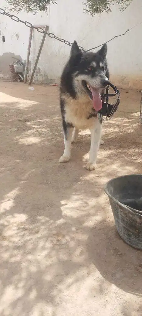 Chien haski lelbi3 walla nbaddel bhaski