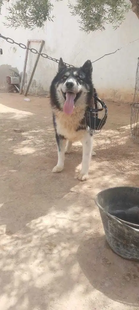 Chien haski lelbi3 walla nbaddel bhaski