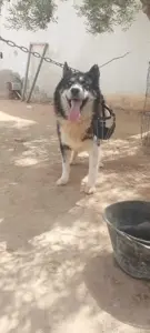 Chien haski lelbi3 walla nbaddel bhaski 