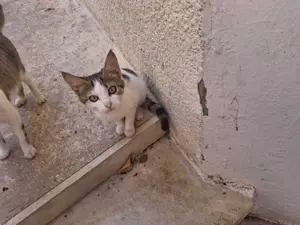 Chat à adopter, adorable et joueur