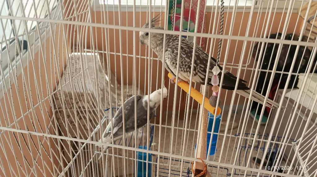 Jolie couple calopsitte avec son cage