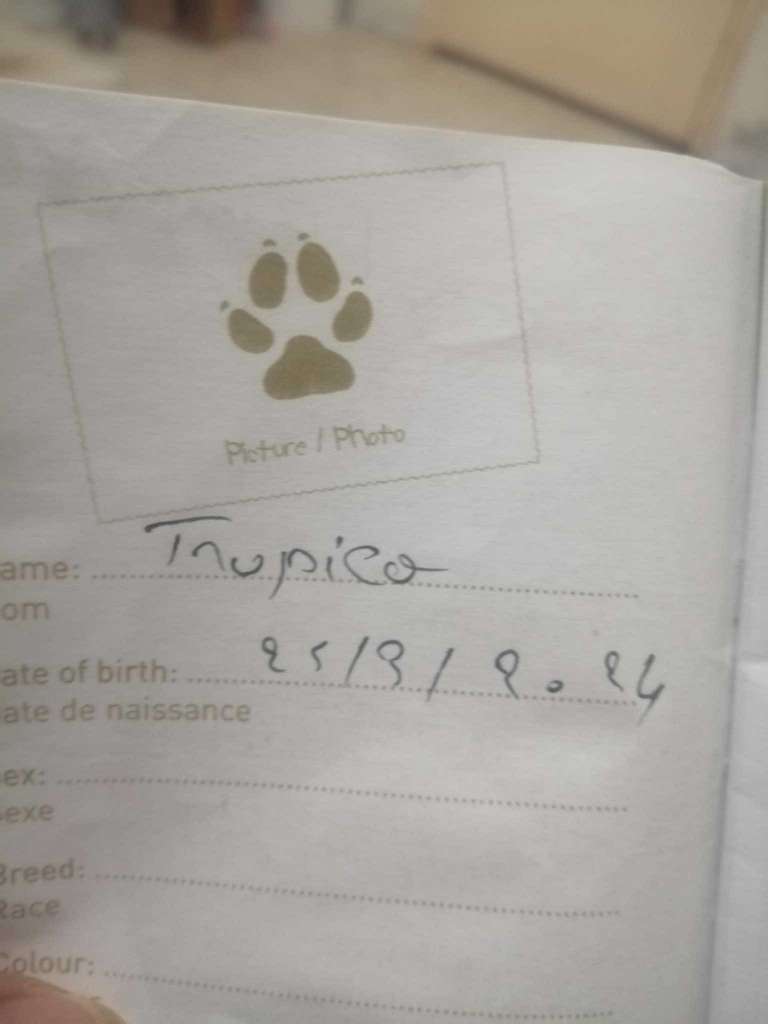 Piko caniche race tibétaine 
Mâle 