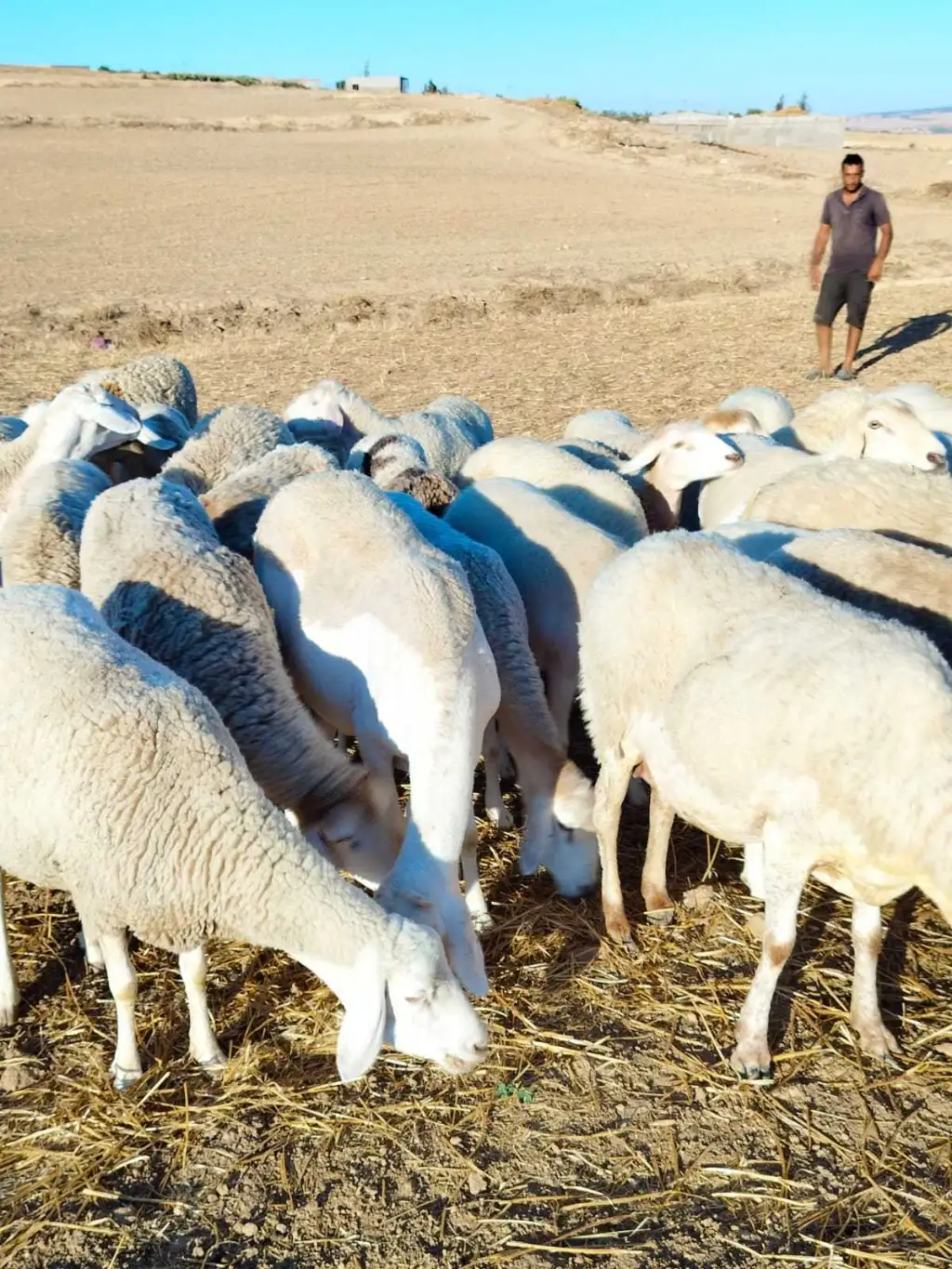 أجود أنواع الأغنام للبيع في تونس