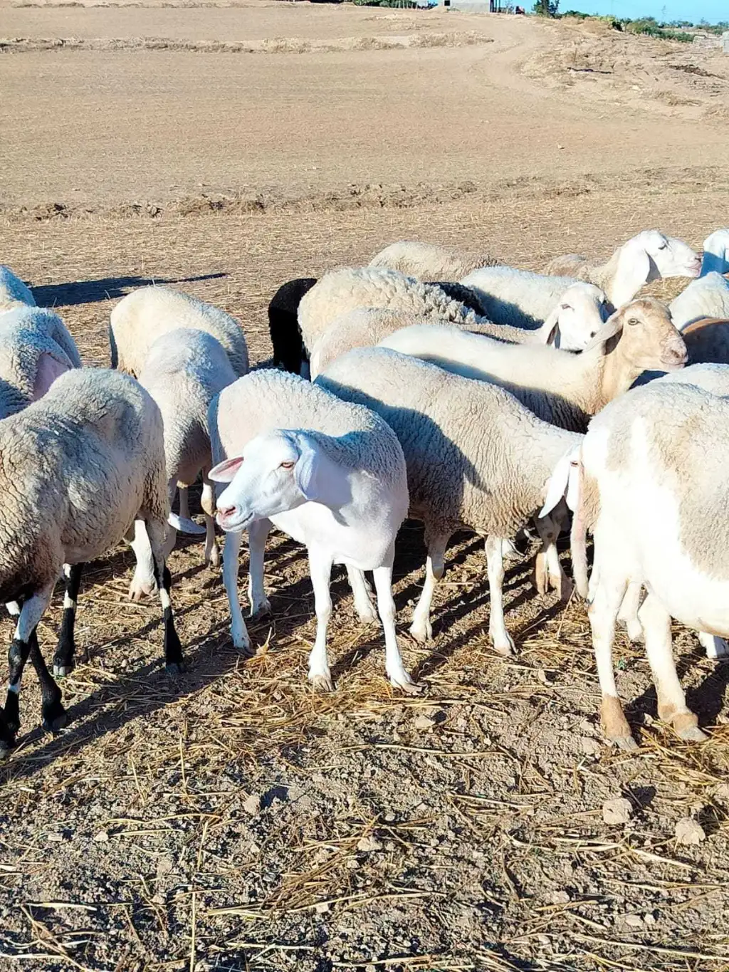 أجود أنواع الأغنام للبيع في تونس