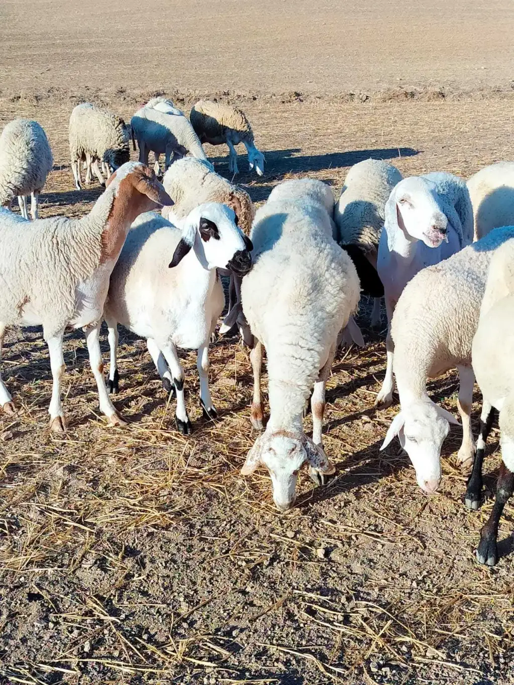 أجود أنواع الأغنام للبيع في تونس