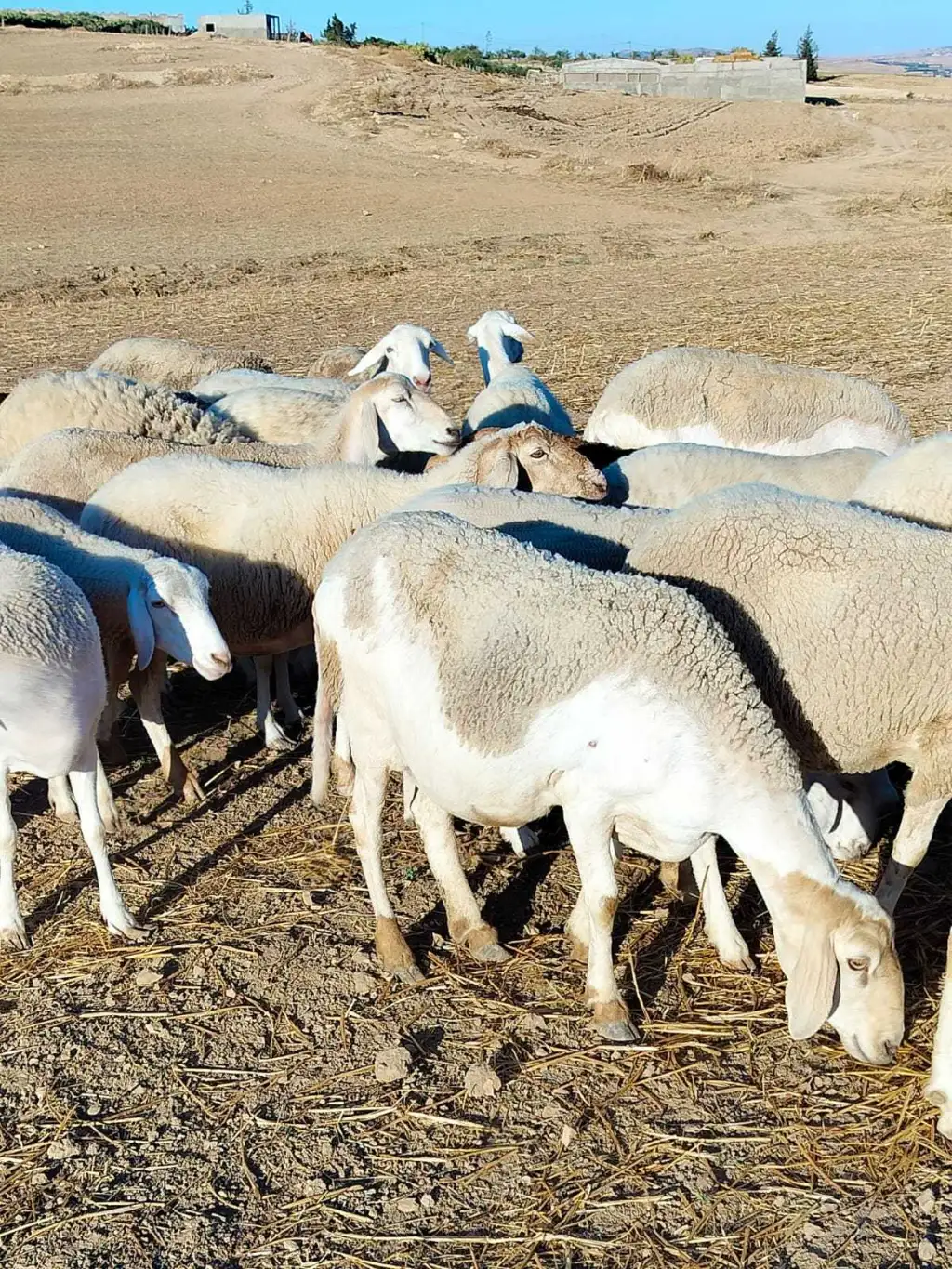 أجود أنواع الأغنام للبيع في تونس