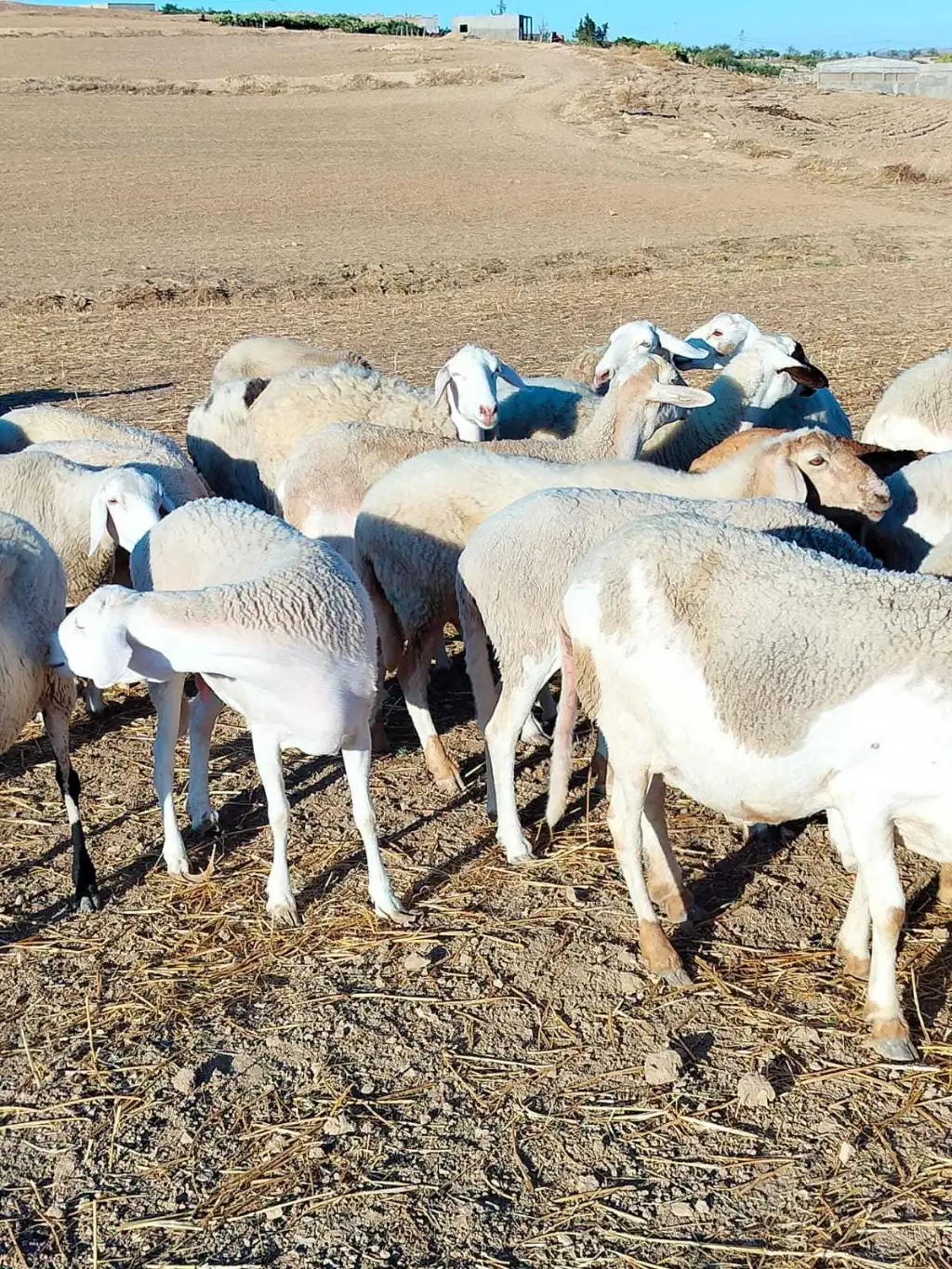 أجود أنواع الأغنام للبيع في تونس