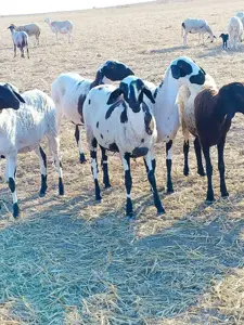 أجود أنواع الأغنام للبيع في تونس