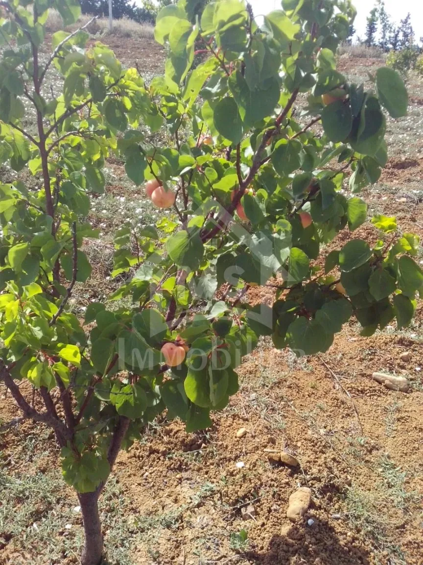 4 hectares ayant une vue de mer à vendre à Hammamet Sud 51355351