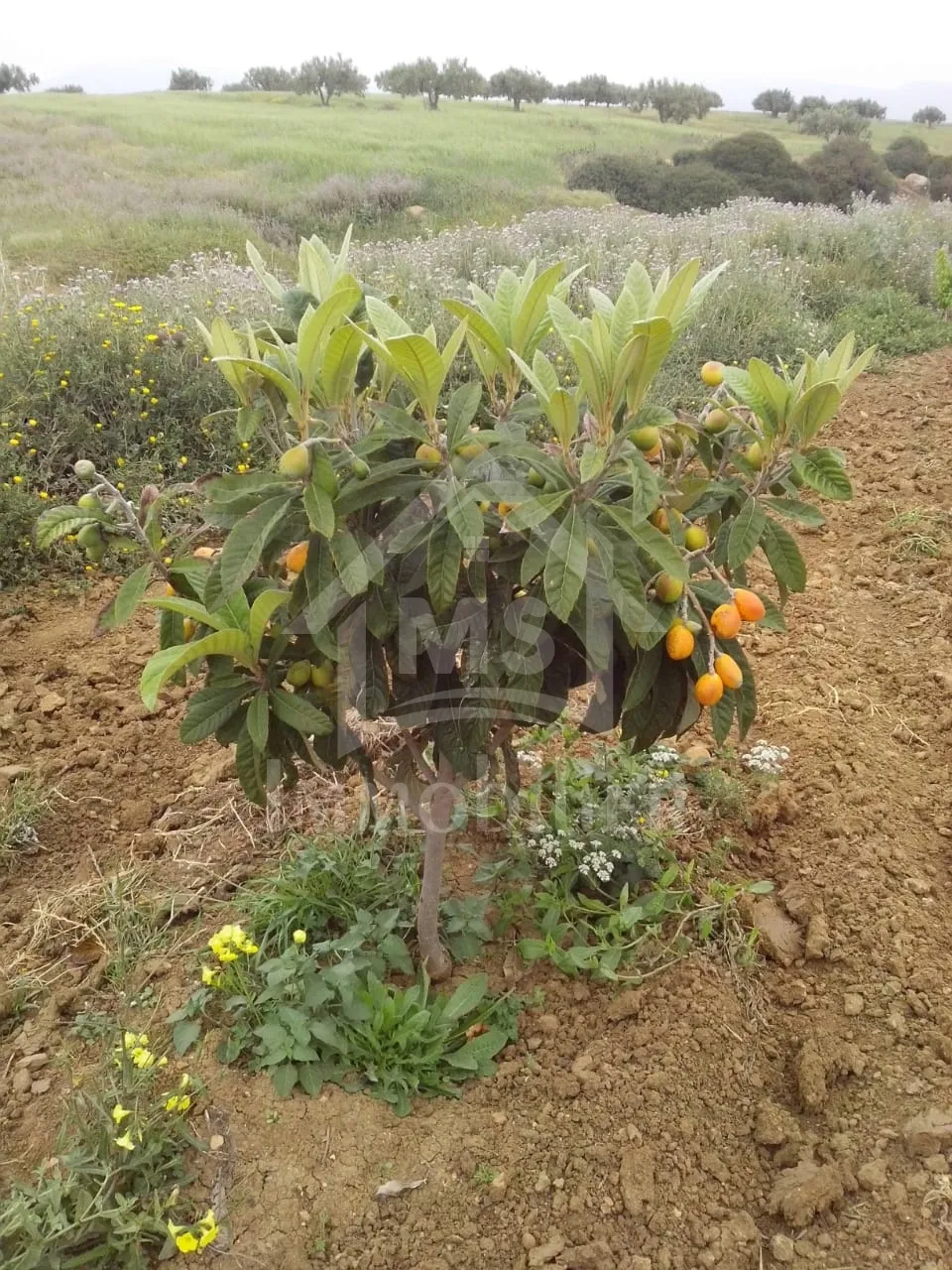 4 hectares ayant une vue de mer à vendre à Hammamet Sud 51355351