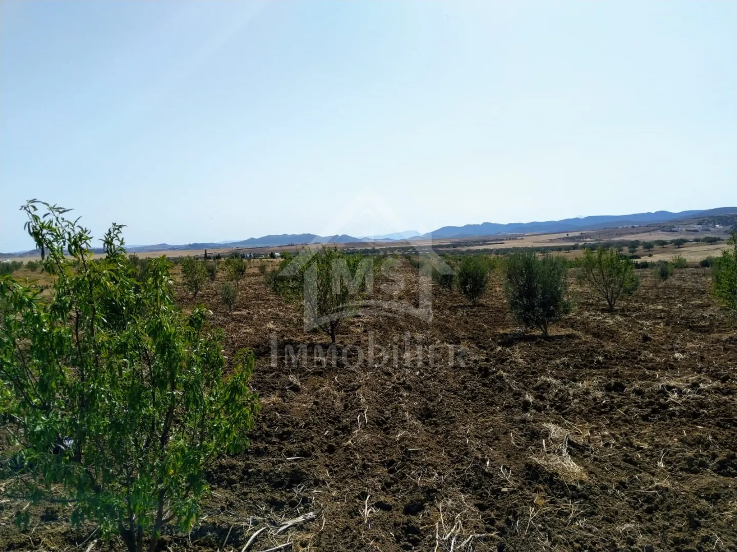 4 hectares ayant une vue de mer à vendre à Hammamet Sud 51355351