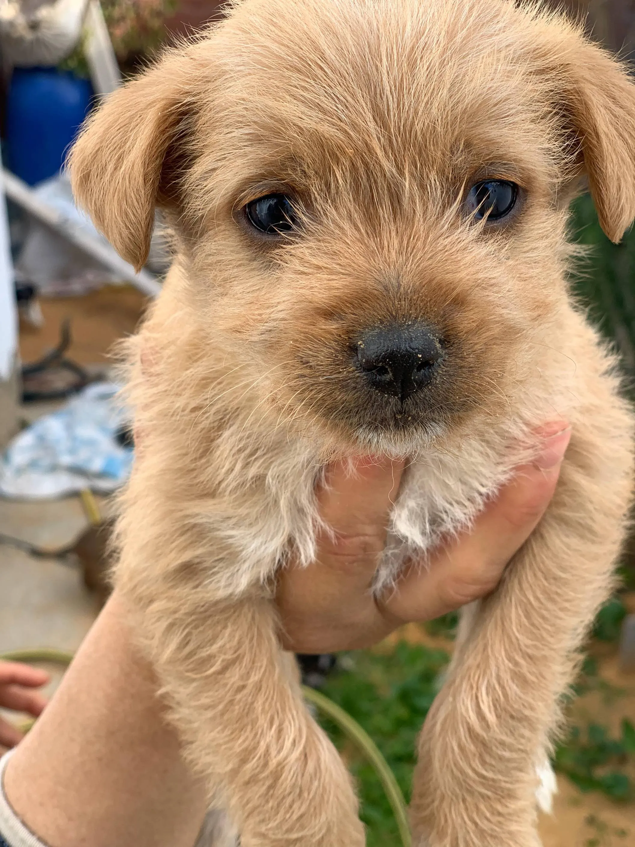 Caniche bichon havanais âge un moi