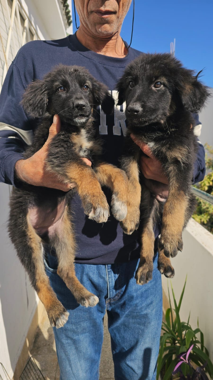 à vendre jusqu à 6 berger allemand de race