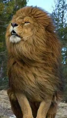 image propriétaire de l'annonce