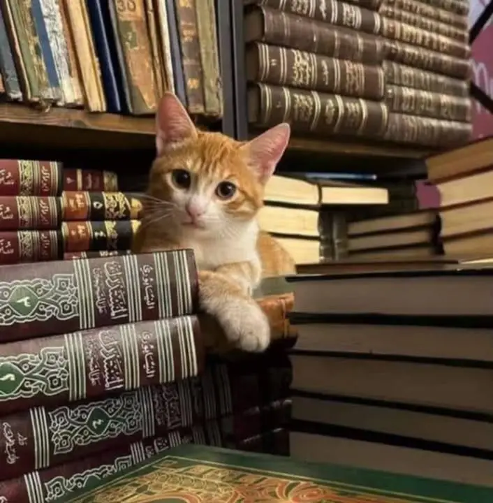 image propriétaire de l'annonce